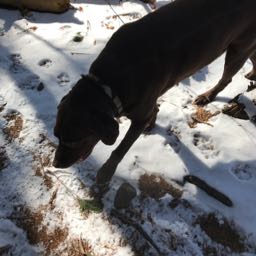 yablu on One Bite Pizza App