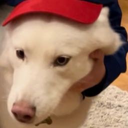 billsfan707 on One Bite Pizza App