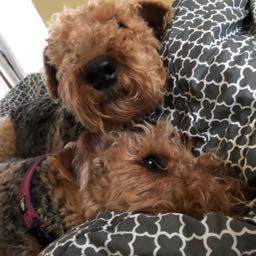 jody on One Bite Pizza App