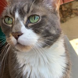 ryan.netzel on One Bite Pizza App