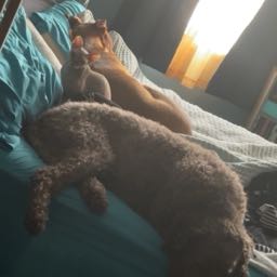 cory.beers on One Bite Pizza App