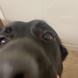 absolut3_zer0 on One Bite Pizza App