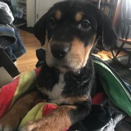 wilson.volley on One Bite Pizza App