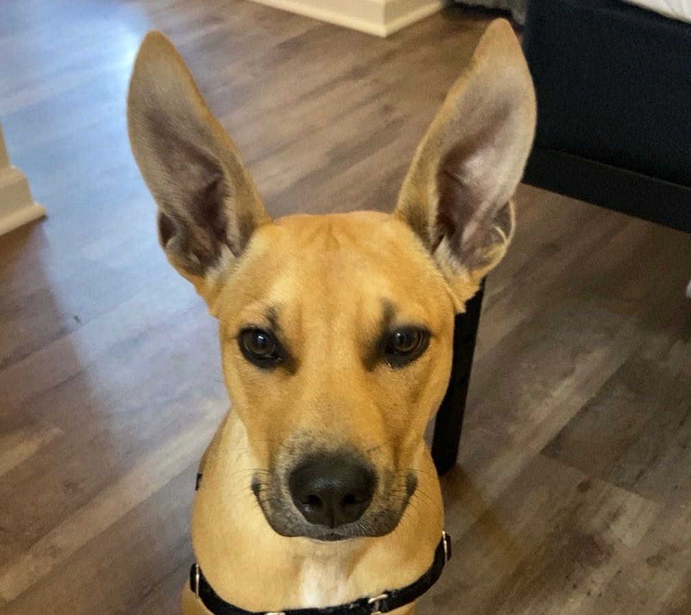 ethan.rector2 on One Bite Pizza App