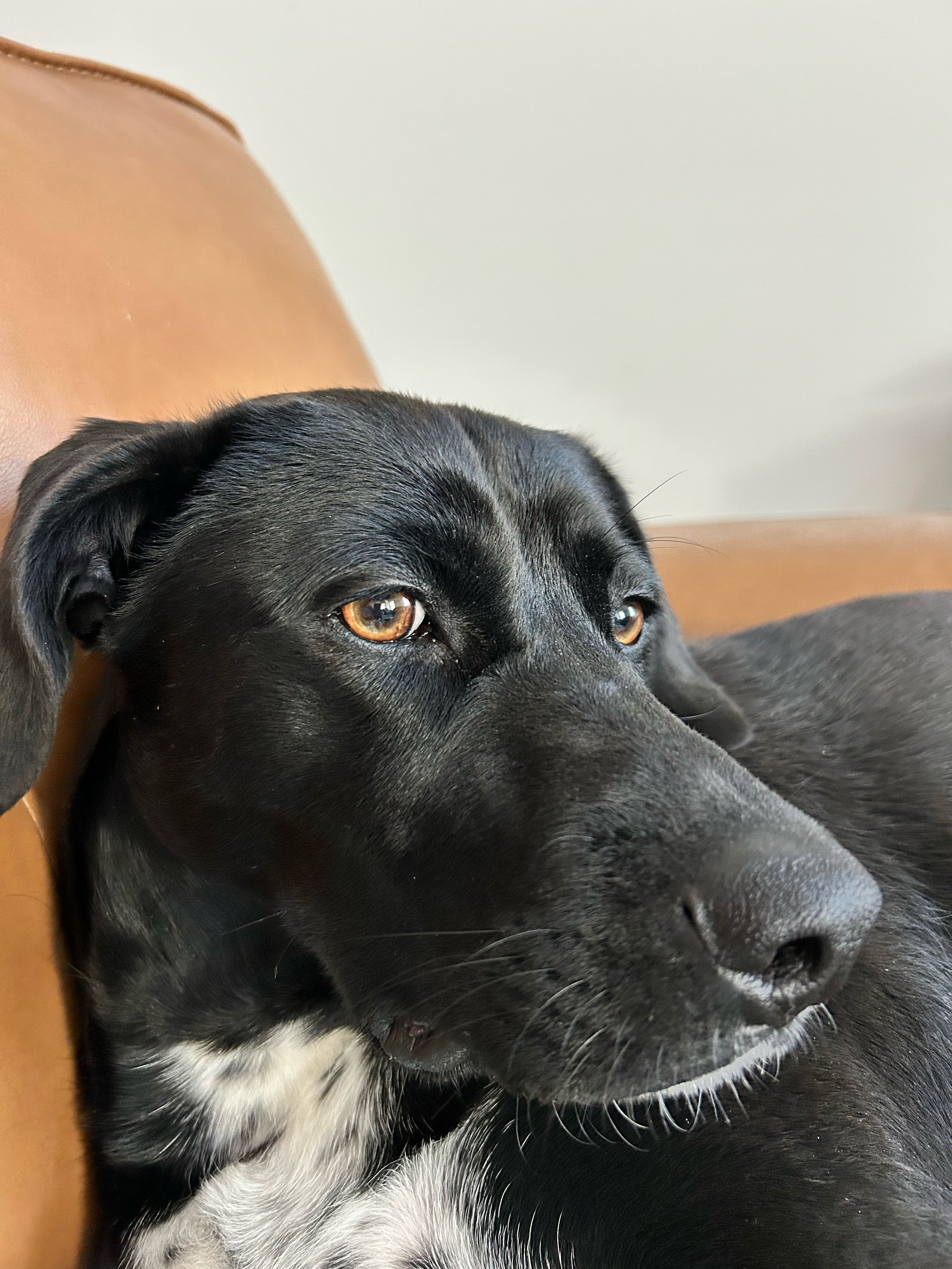 ciao.bella on One Bite Pizza App