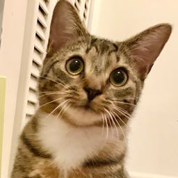 alittlebitofgumbo on One Bite Pizza App