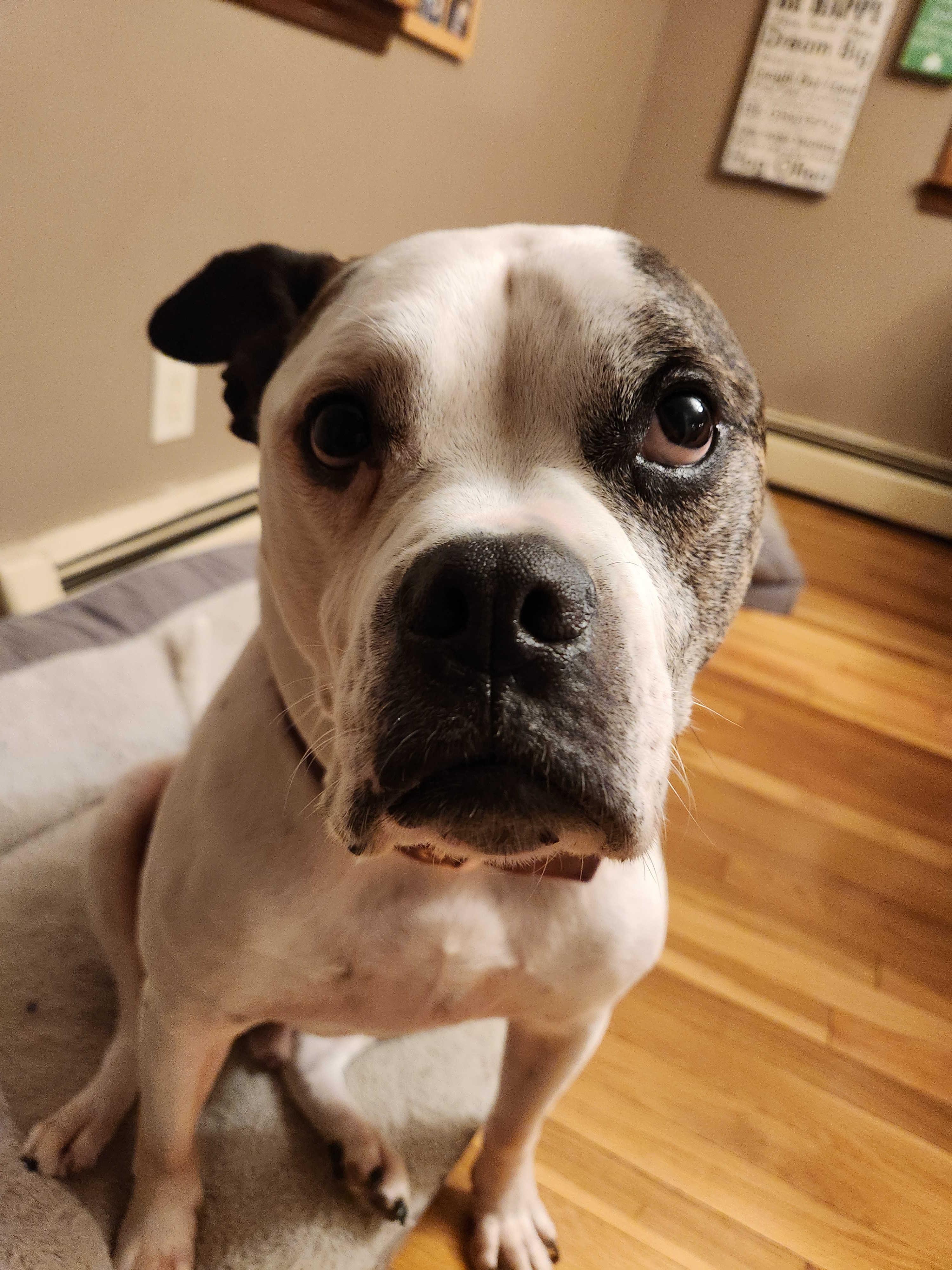 tyler22 on One Bite Pizza App