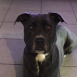 lordlyrooster on One Bite Pizza App