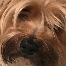 gooldawg on One Bite Pizza App