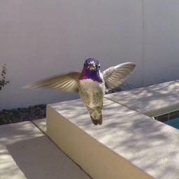 lvtarheel on One Bite Pizza App