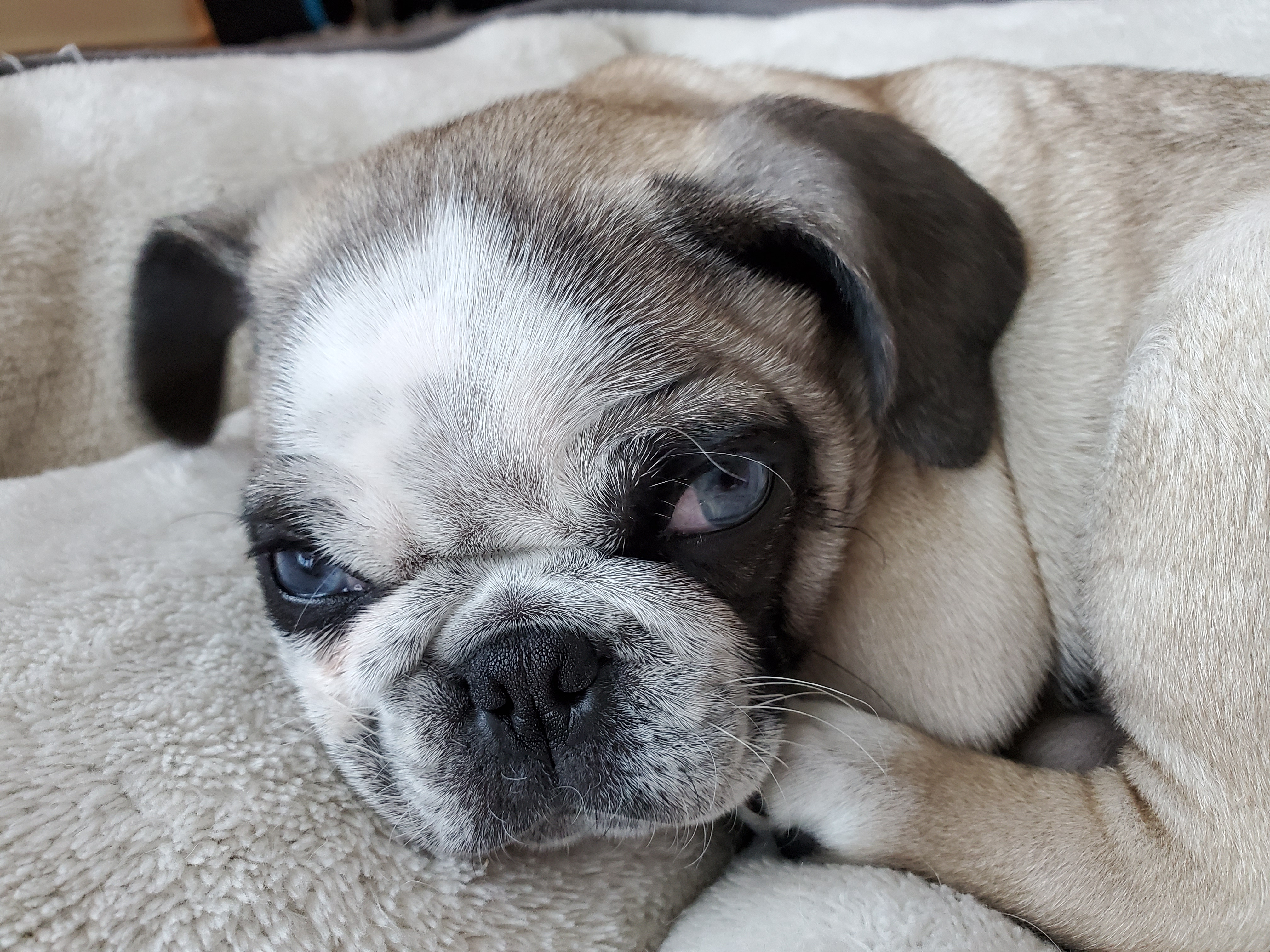 case.daddy on One Bite Pizza App