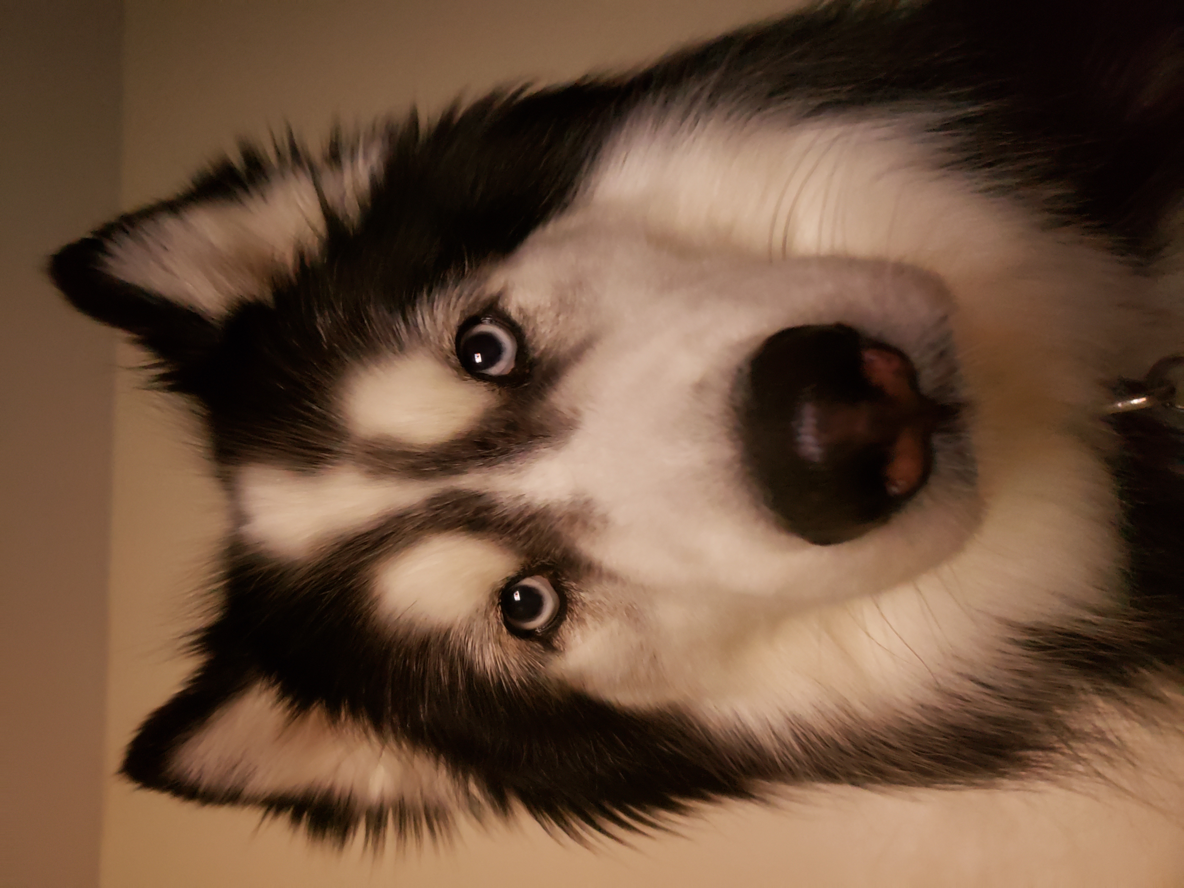 tebowpizzaeater on One Bite Pizza App