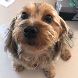 cstaff on One Bite Pizza App