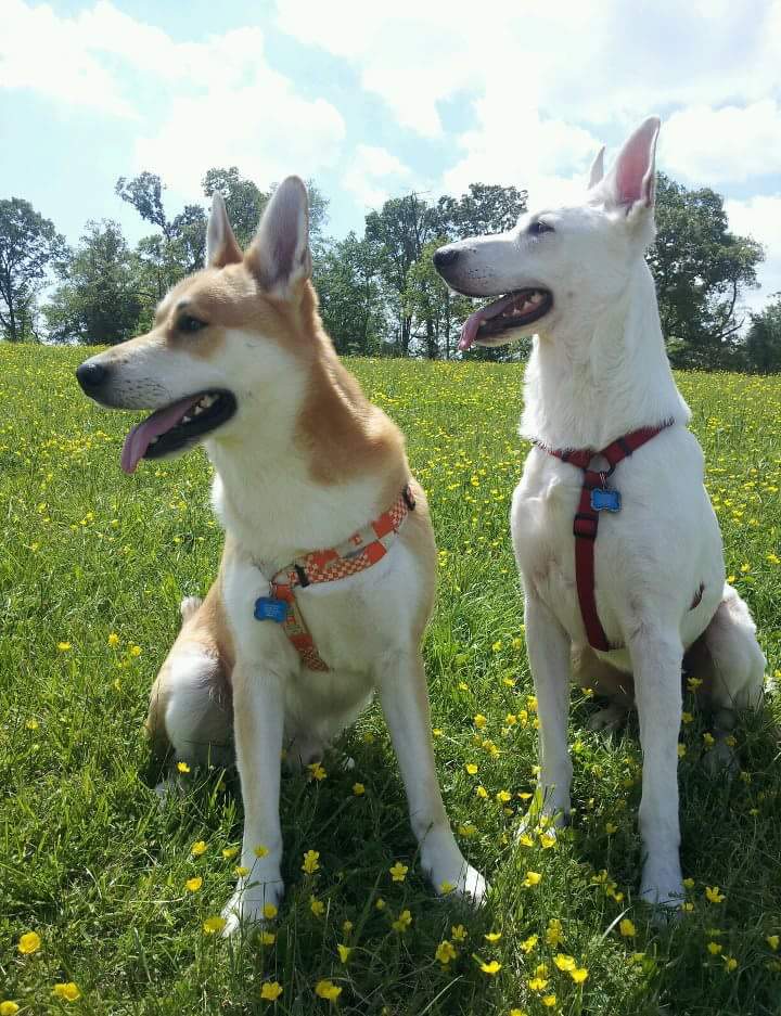 justin.fickling on One Bite Pizza App