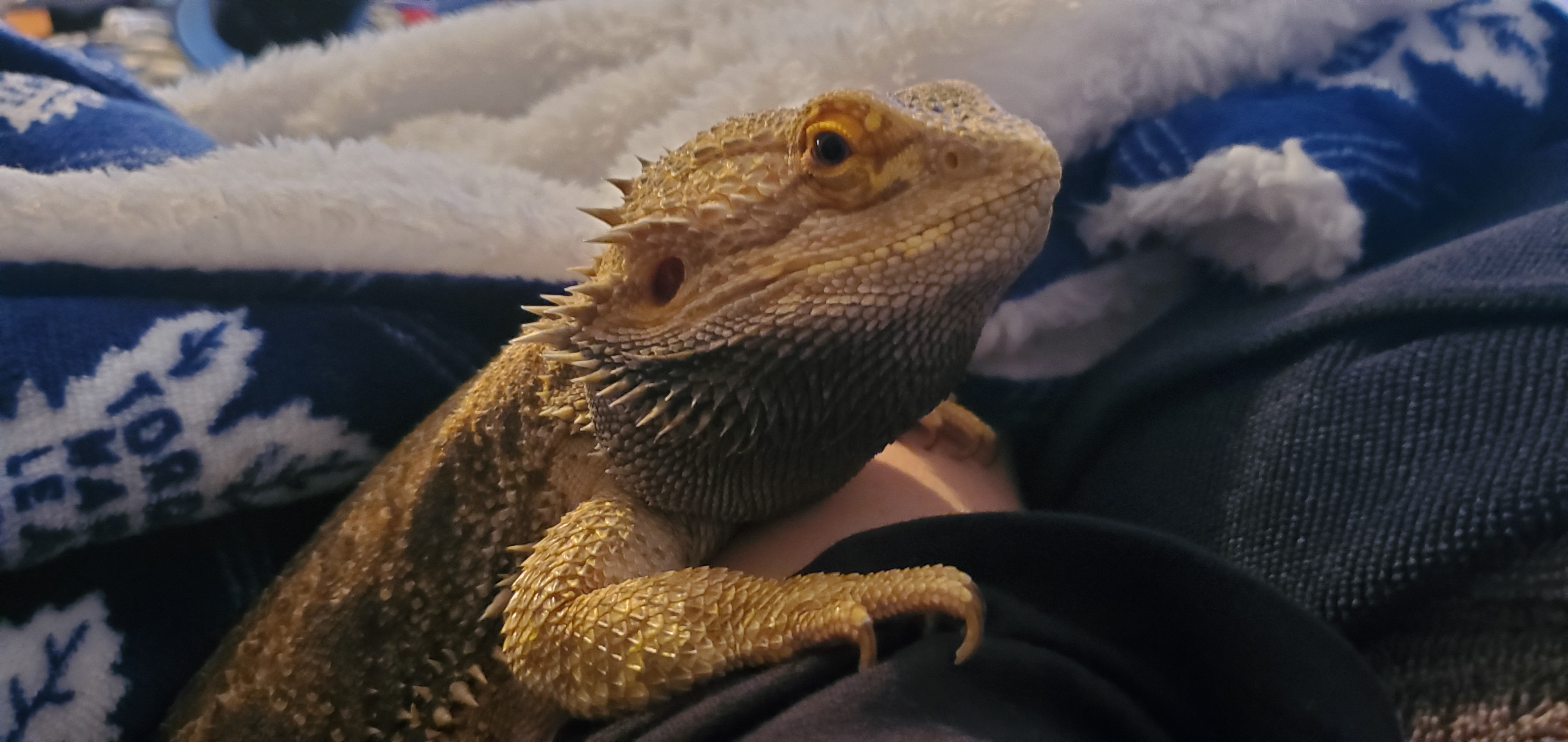 gord.paul on One Bite Pizza App