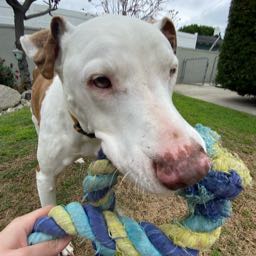 parker.actkinson on One Bite Pizza App