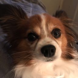 bubby973528 on One Bite Pizza App
