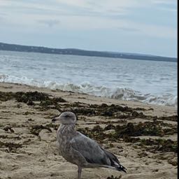 rj.woodward on One Bite Pizza App