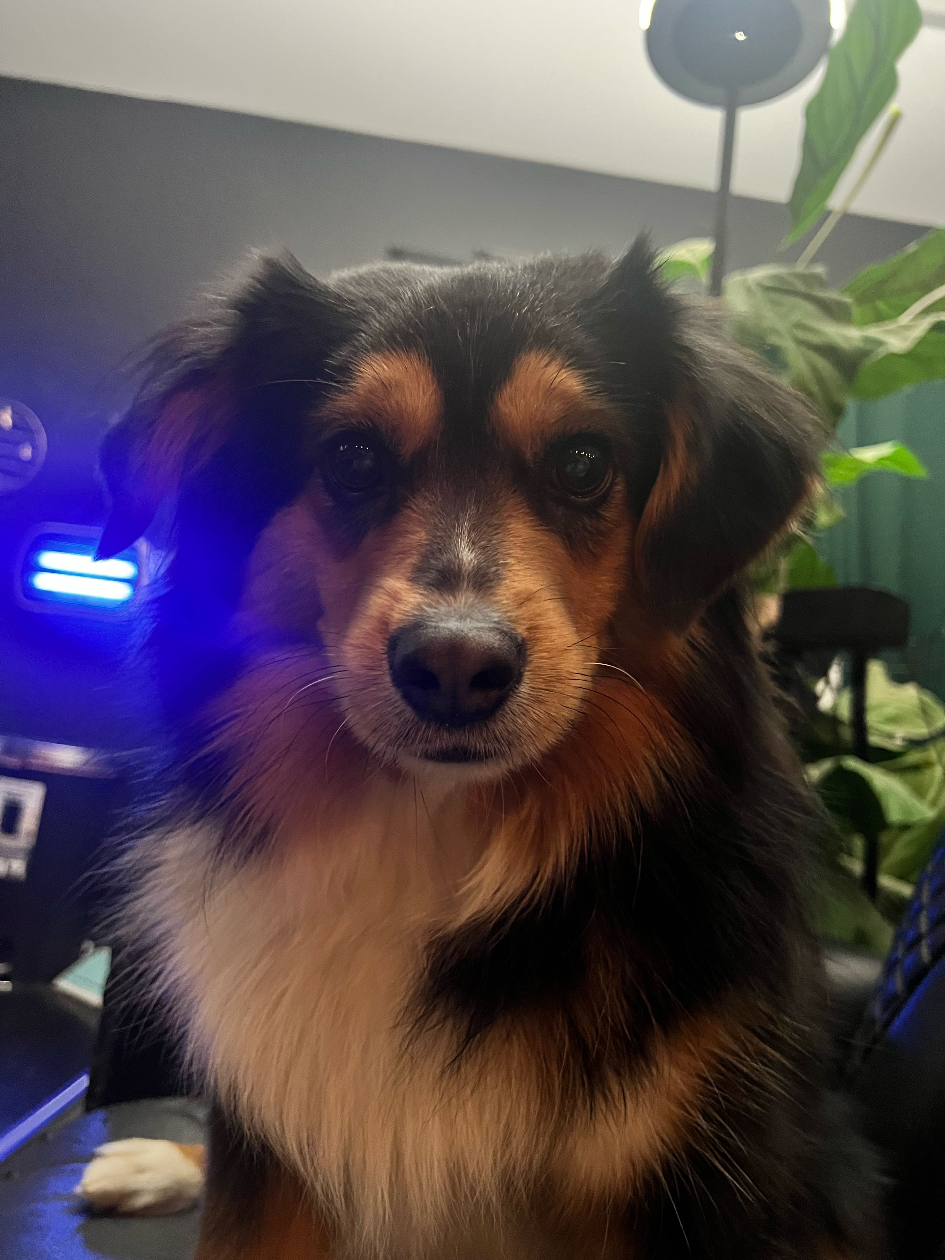 arizonapizzareviewer on One Bite Pizza App