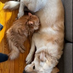 thesalemite on One Bite Pizza App