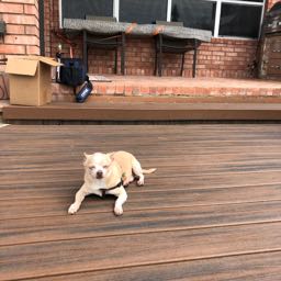 nmm on One Bite Pizza App