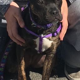 michael.kelly2 on One Bite Pizza App