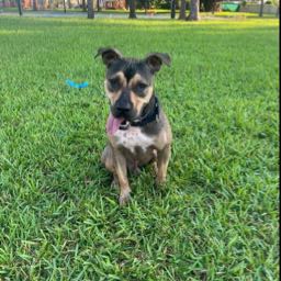 jamie.lesane on One Bite Pizza App