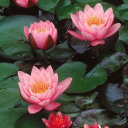 pizzasiblings on One Bite Pizza App