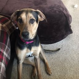 bashj on One Bite Pizza App