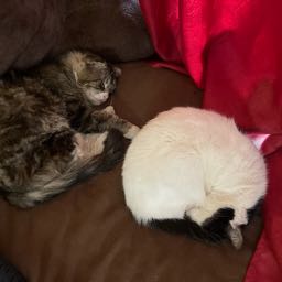 eric.foltzer on One Bite Pizza App