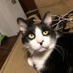 ashlin.niles on One Bite Pizza App