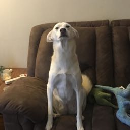 seapizza on One Bite Pizza App