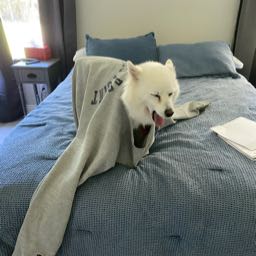 ginyits on One Bite Pizza App