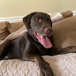 jwalls71 on One Bite Pizza App