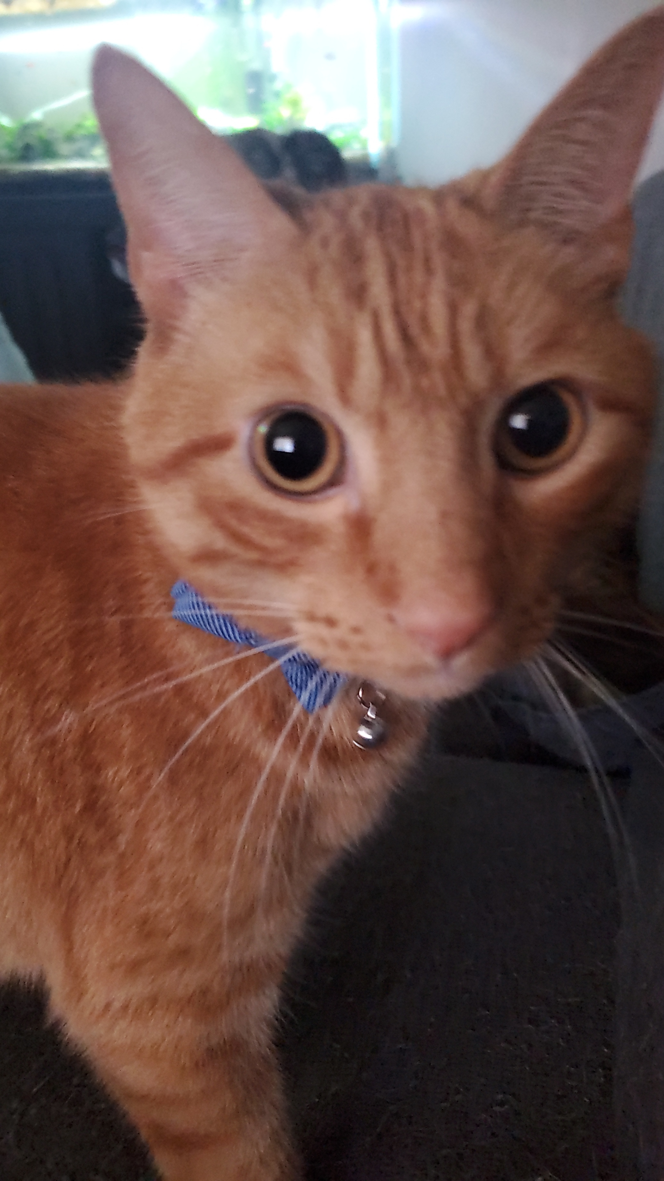 fuanebo on One Bite Pizza App