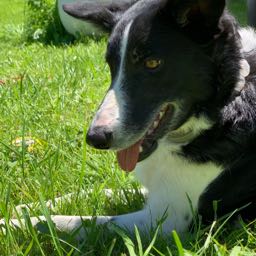 yorkie2 on One Bite Pizza App