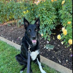 percy_jackson on One Bite Pizza App