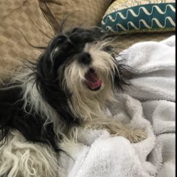 lior.kolton on One Bite Pizza App