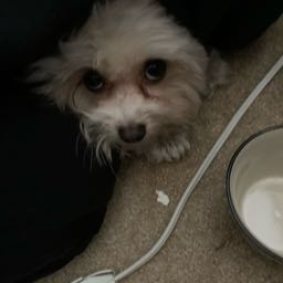 jacob.moke on One Bite Pizza App