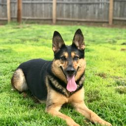 newhavenn.pizzasnob on One Bite Pizza App