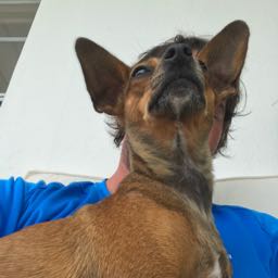 zachjohnson720 on One Bite Pizza App