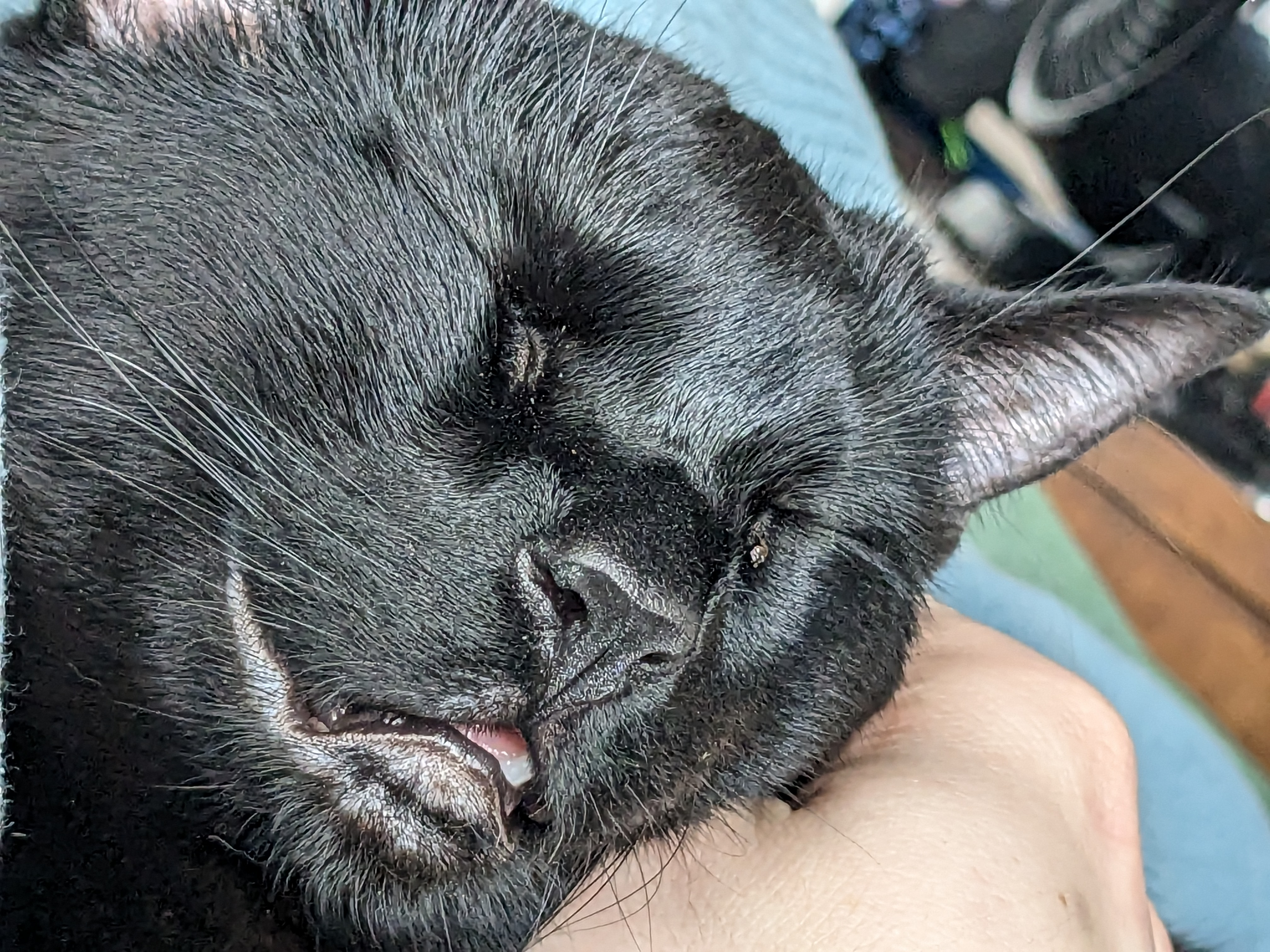 applecats on One Bite Pizza App