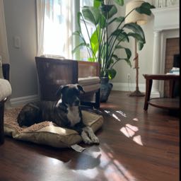 james.gray5 on One Bite Pizza App