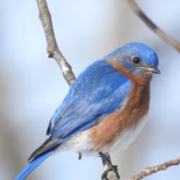 richard.fischer1 on One Bite Pizza App