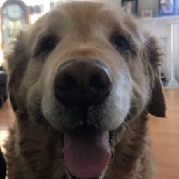 ronnie.williams on One Bite Pizza App