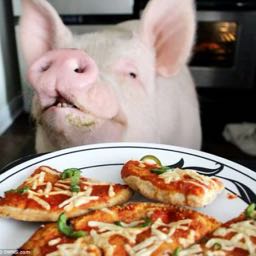 pizzapig on One Bite Pizza App
