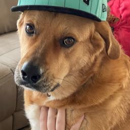 adam.henderson3 on One Bite Pizza App