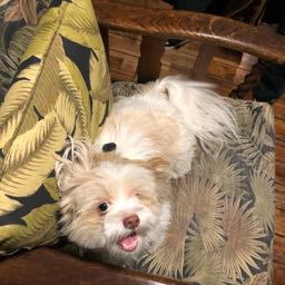 benny.haber on One Bite Pizza App