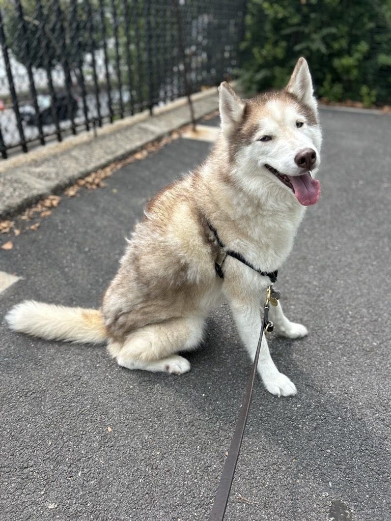 mrbossawesome on One Bite Pizza App