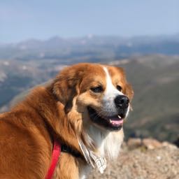 blaze.weed on One Bite Pizza App